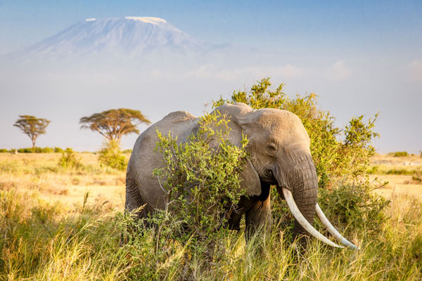 Best time to Visit Tanzania