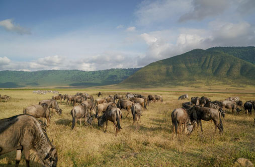 Ngorongoro Conservation Area Gallery
