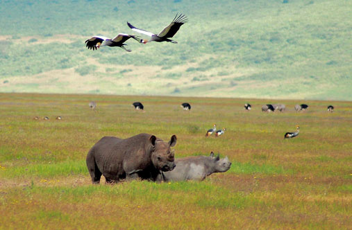 Ngorongoro Conservation Area Gallery