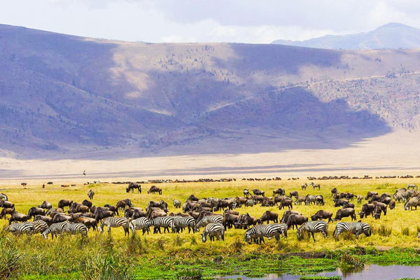 Ngorongoro Day Trip Gallery