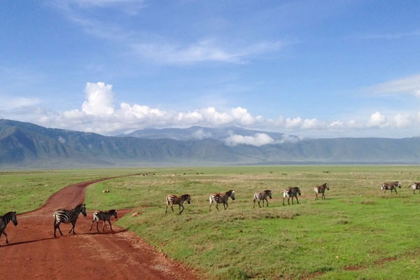 Ngorongoro Day Trip Gallery