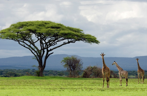 Serengeti National Park Gallery