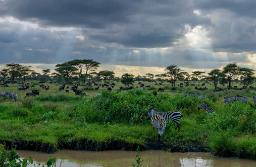 Serengeti National Park Gallery
